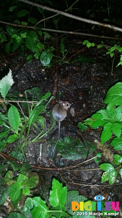 20150827_201853 Little mouse on campsite